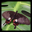 butterflies