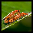 insects